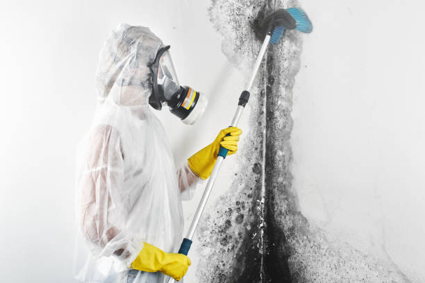 Best Environmental Consulting for Mold Prevention  in Eglin Af, FL